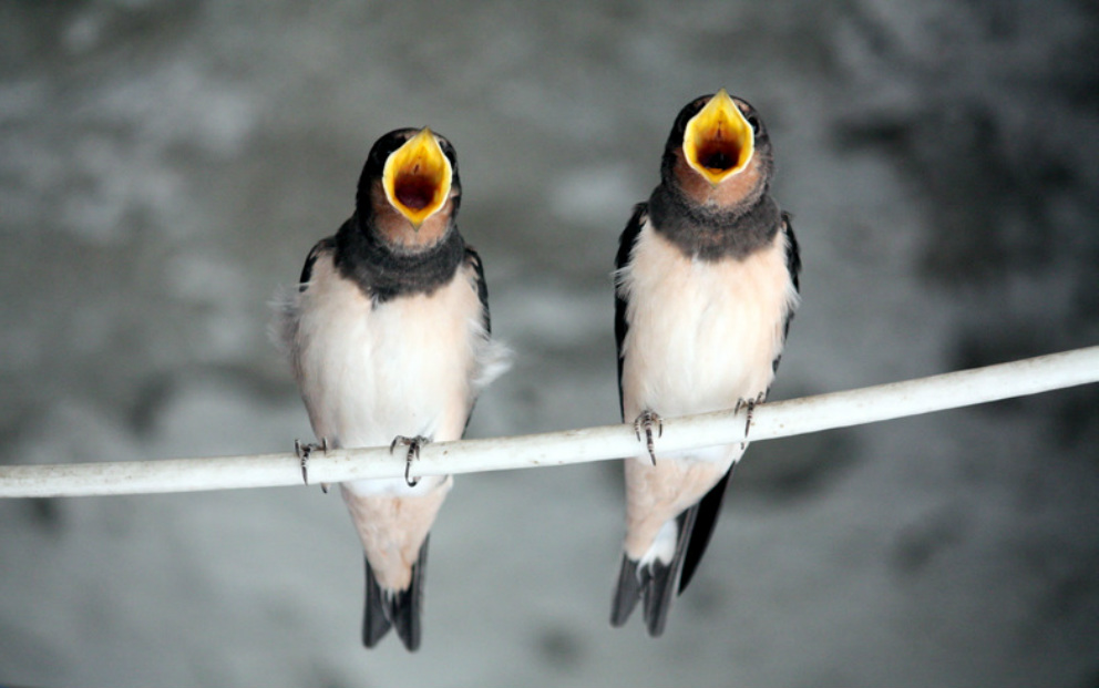 Two birds singing